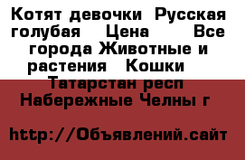 Котят девочки “Русская голубая“ › Цена ­ 0 - Все города Животные и растения » Кошки   . Татарстан респ.,Набережные Челны г.